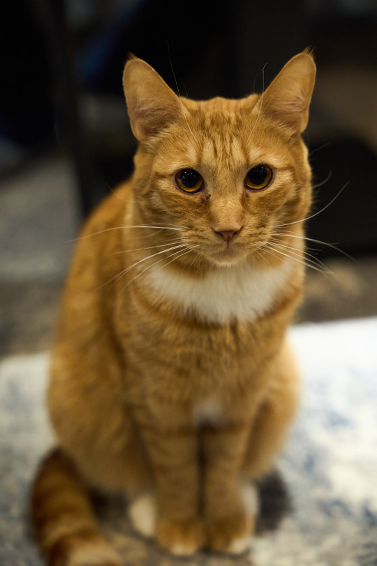 Димон из котокафе Мурград