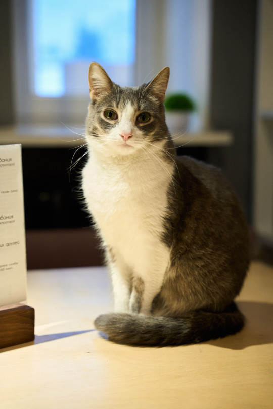 Юлька из котокафе Мурград