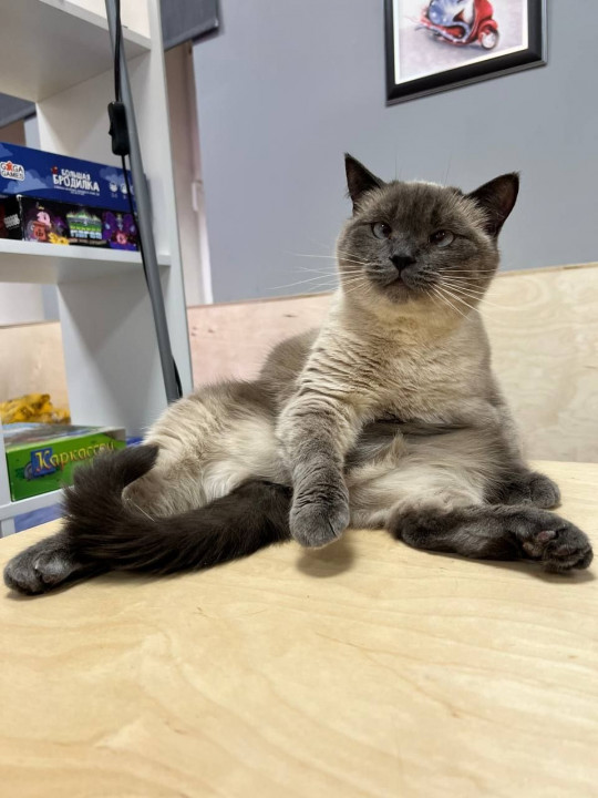 Аглая из котокафе Мурград