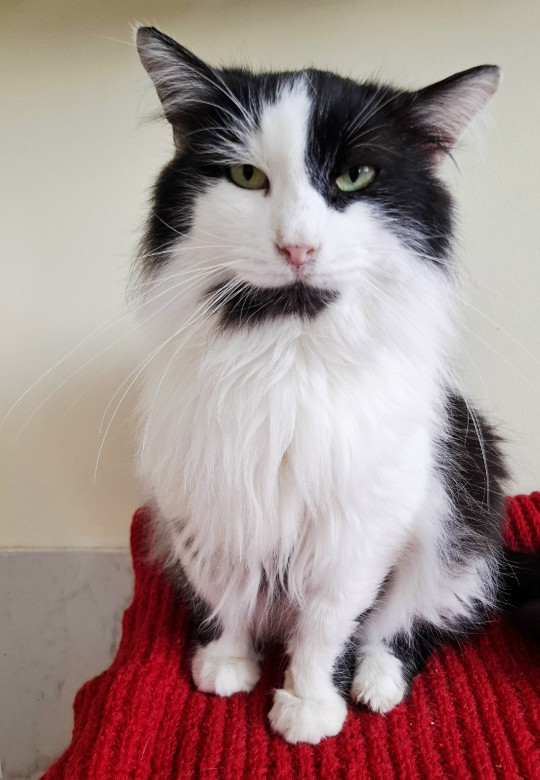 Маркиз из котокафе Мурград