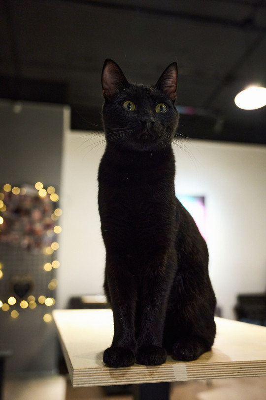 Гастли из котокафе Мурград