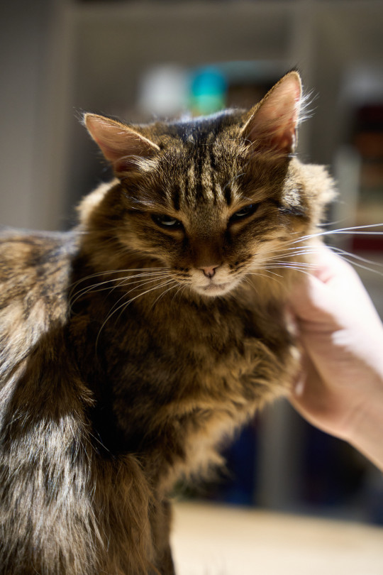 Кирха из котокафе Мурград