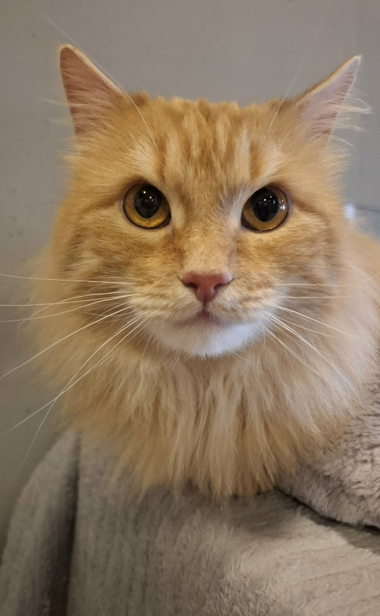 Манси из котокафе Мурград