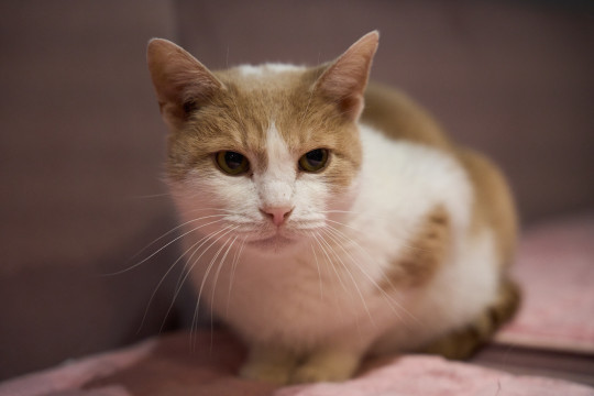 Платон из котокафе Мурград