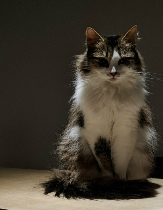 Тамила из котокафе Мурград