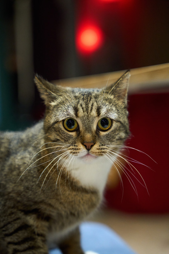 Малинка из котокафе Мурград