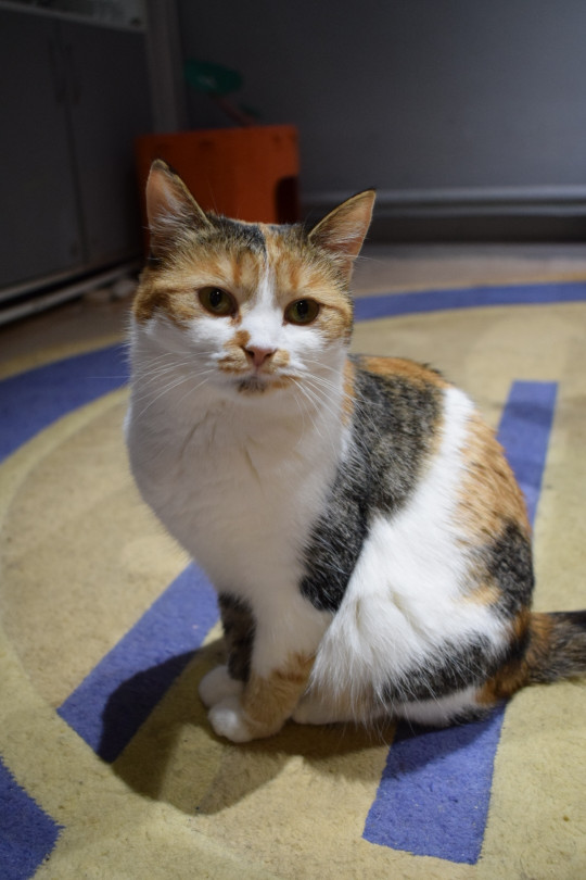 Эльфа из котокафе Мурград