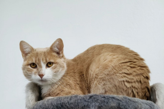 Медуница из котокафе Мурград