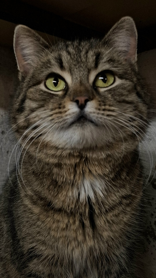 Глафира из котокафе Мурград