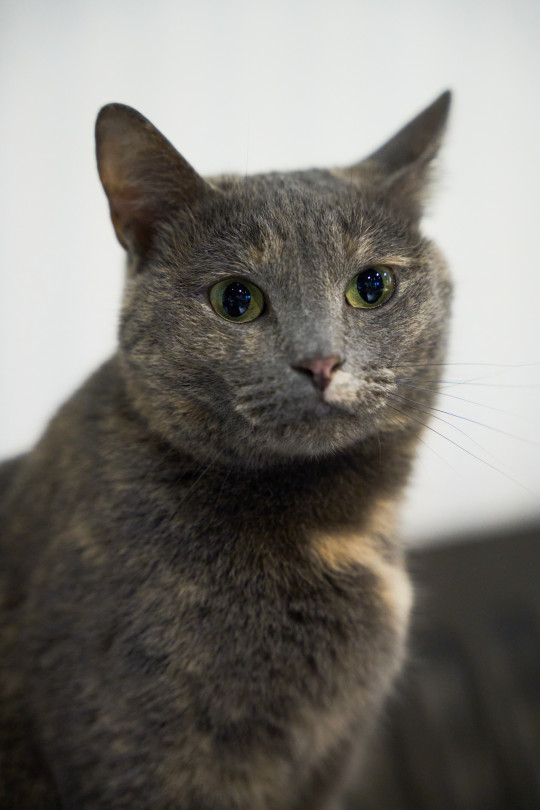 Флер из котокафе Мурград