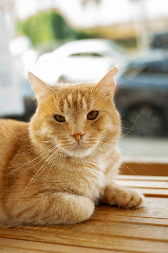 Салават из котокафе Мурград