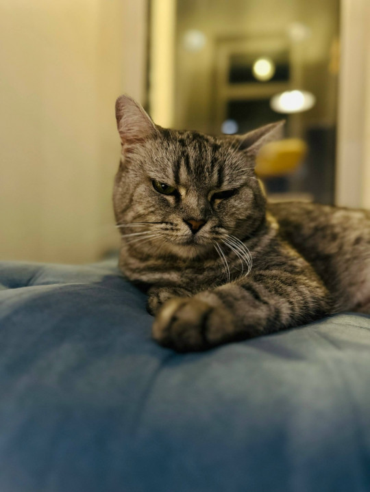 Ждана из котокафе Мурград