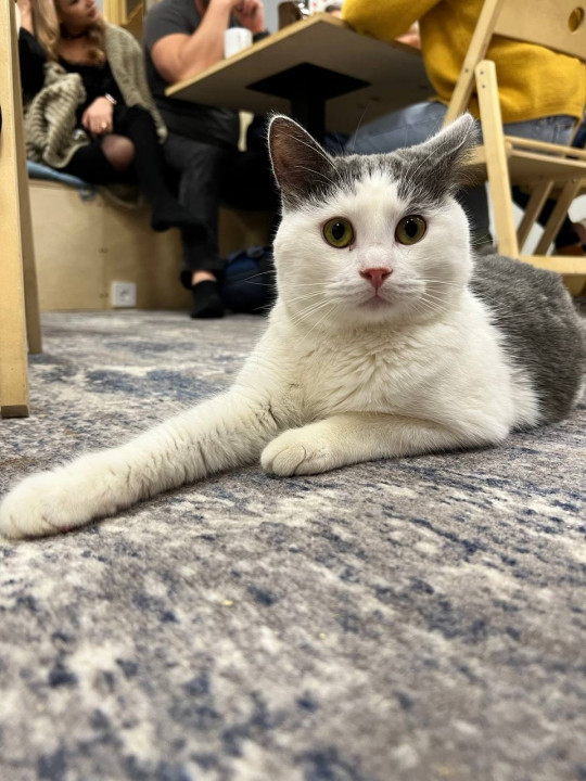 Джемесон из котокафе Мурград