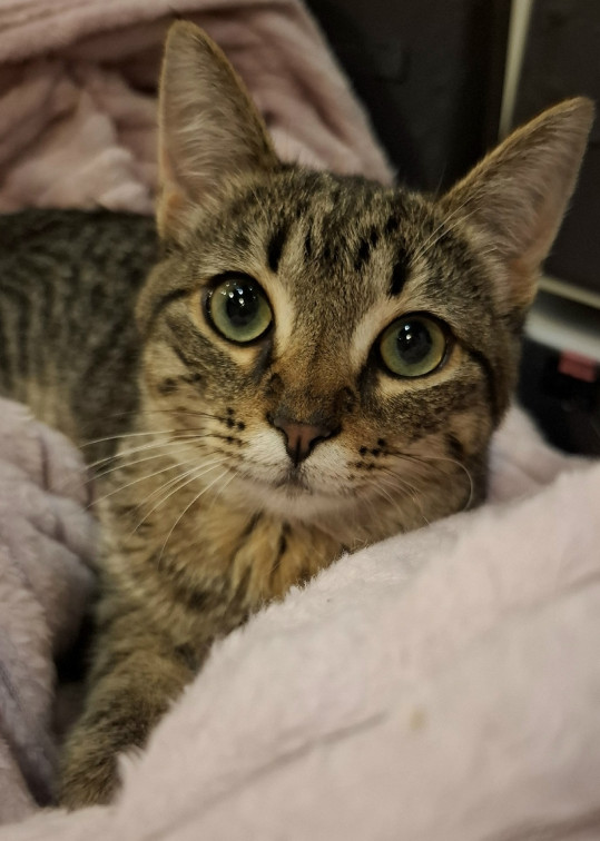 Кипиш из котокафе Мурград