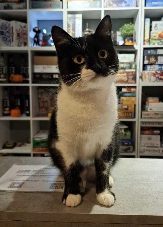 Урса из котокафе Мурград