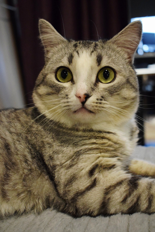 Кардинал из котокафе Мурград